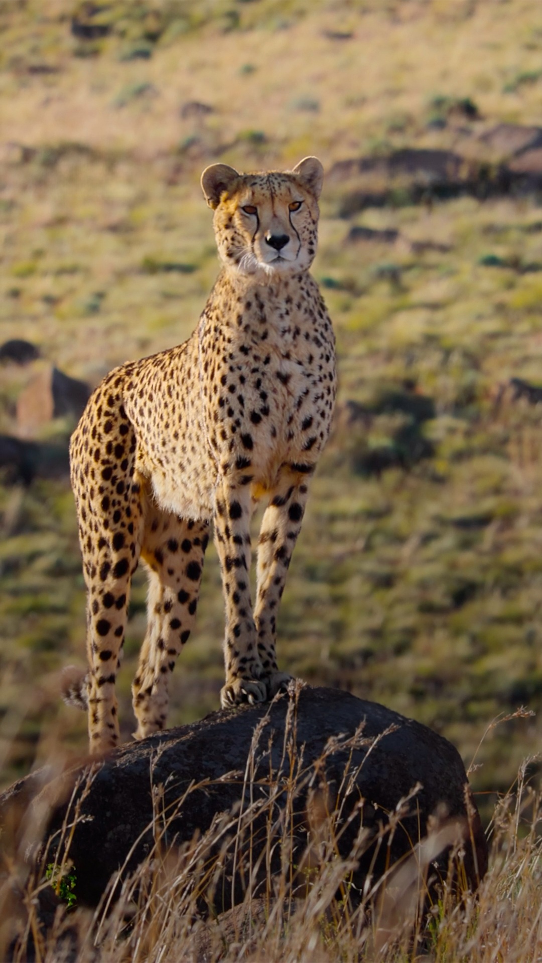 Video by natgeo